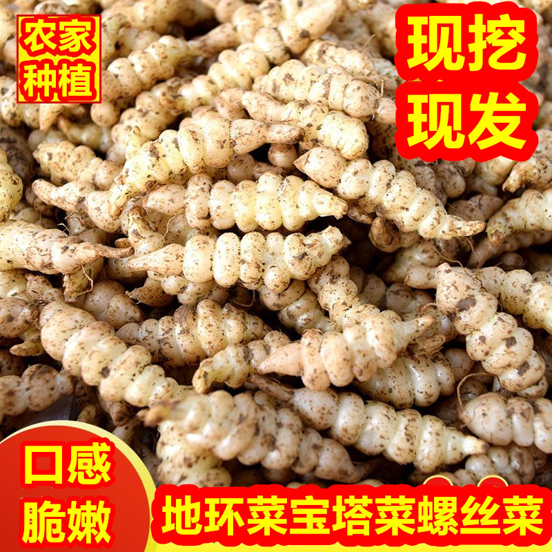 新鲜宝塔菜螺丝菜种子