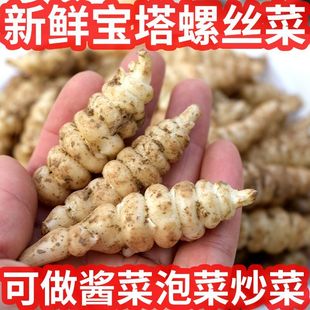 新鲜螺丝菜种地葫芦地牯牛地蚕子可做泡菜农家现挖地环宝塔菜