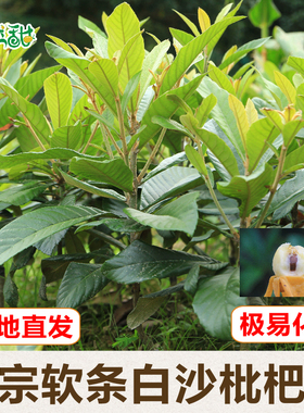 杭州塘栖软条白沙枇杷苗 带土嫁接树苗果树苗木 挂果苗可实地考察