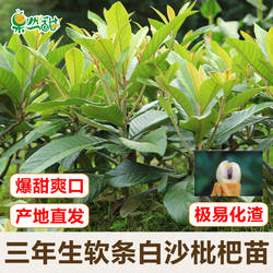 杭州塘栖软条白沙枇杷苗 带土嫁接树苗果树苗木 挂果苗可实地考察