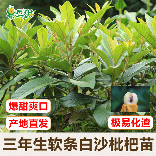 杭州塘栖软条白沙枇杷苗