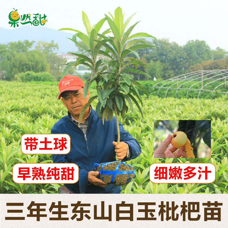 正宗带分枝嫁接白玉枇杷苗东山白沙果树苗树木苗庭院地栽苗带土球