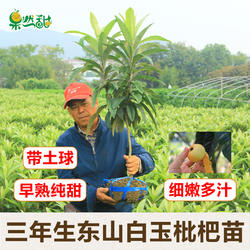 正宗带分枝嫁接白玉枇杷苗东山白沙果树苗树木苗庭院地栽苗带土球