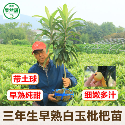 正宗东山嫁接白玉枇杷果树土球苗