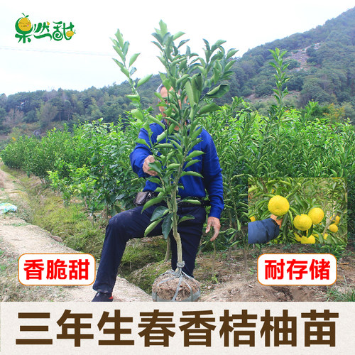 春香桔柚苗象山青黄金贡柚柑橘