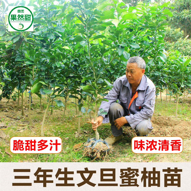 浙江玉环文旦白肉扁平柚子果树苗										