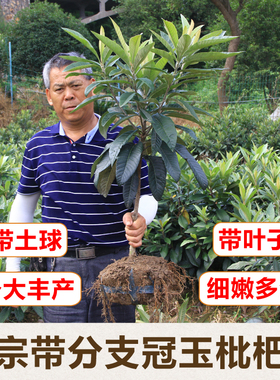 正宗带分枝嫁接冠玉枇杷苗白沙果树苗 结果早树木苗 地栽苗带土球