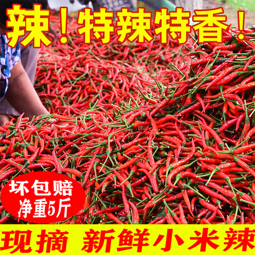 新鲜5斤超辣农家七星椒