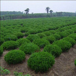 龙柏苗龙柏树苗 松柏球 龙柏树苗 小龙柏球 绿篱绿化四季常青耐寒