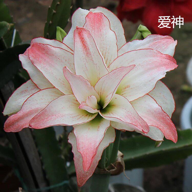 Netherlands amaryllis God of love Red Butterfly with a Red Crown Double petal vermilion top red Double petal vermilion top redin the Flower delivery/Flowers simulation/Plants gardening , Flowers/Potted plants (New) , Flowers  category - from Buy2taobao.com to provide professional Taobao agent buy service