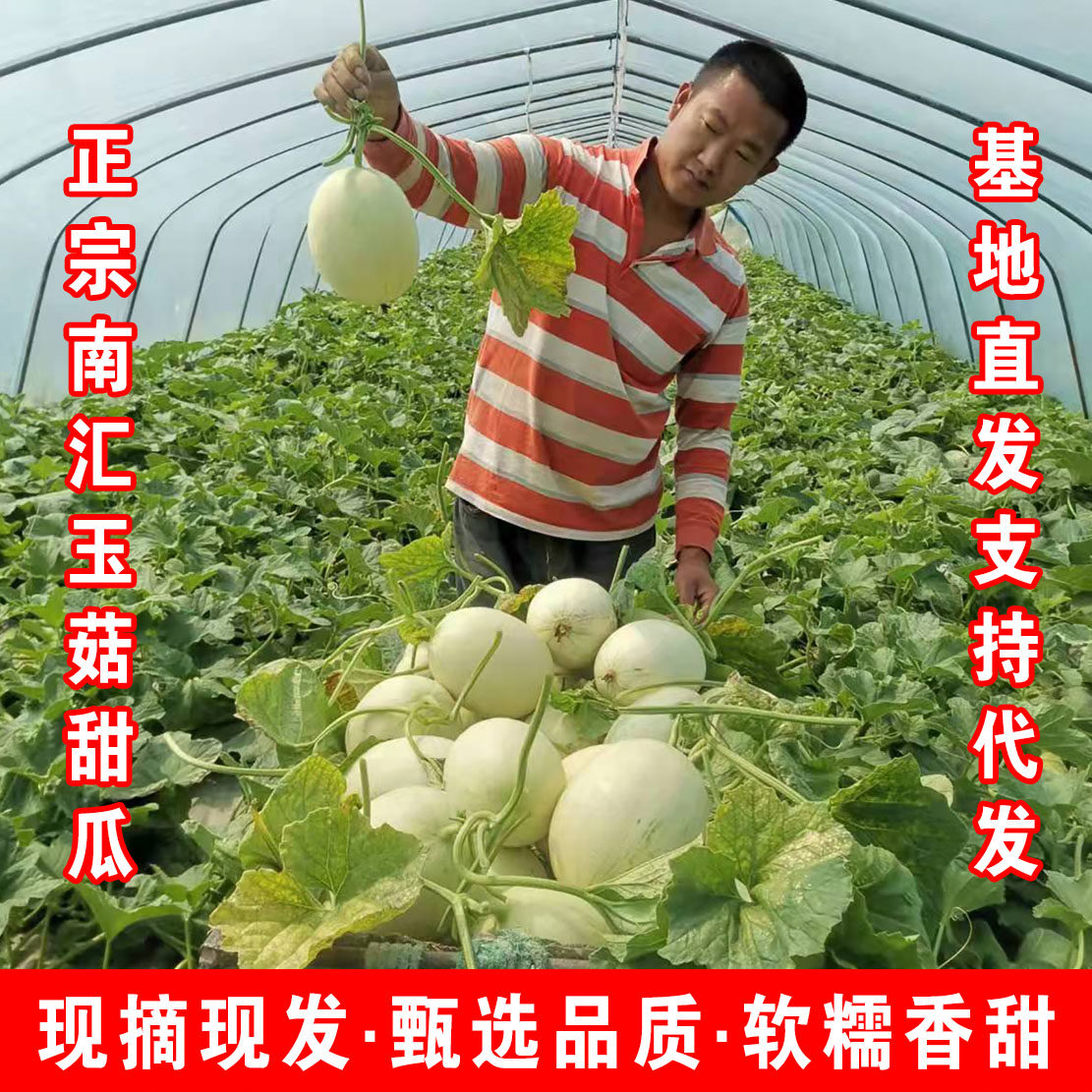 超甜软糯带箱11斤上海南汇玉菇甜瓜新鲜时令水果整箱玉茹香瓜绿肉