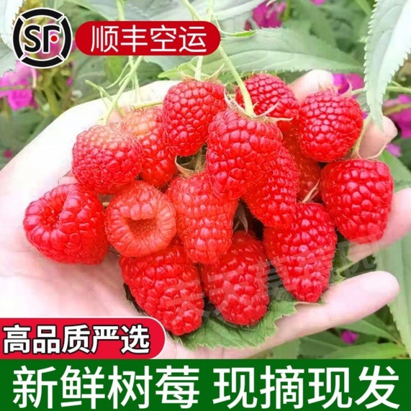 当季新鲜怡颗莓树莓2盒网红覆盆子带芯红梅鲜果孕妇水果顺丰包邮