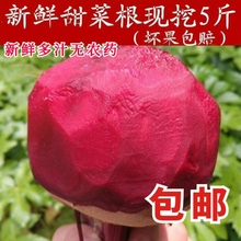 2022年检疫5斤益顺康新鲜现挖甜菜根紫菜头红菜头甜菜蔬菜农产品