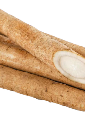 黄皮牛蒡根5斤现挖正品野生黄金牛蒡茶原料新鲜可榨汁黄皮鲜牛蒡