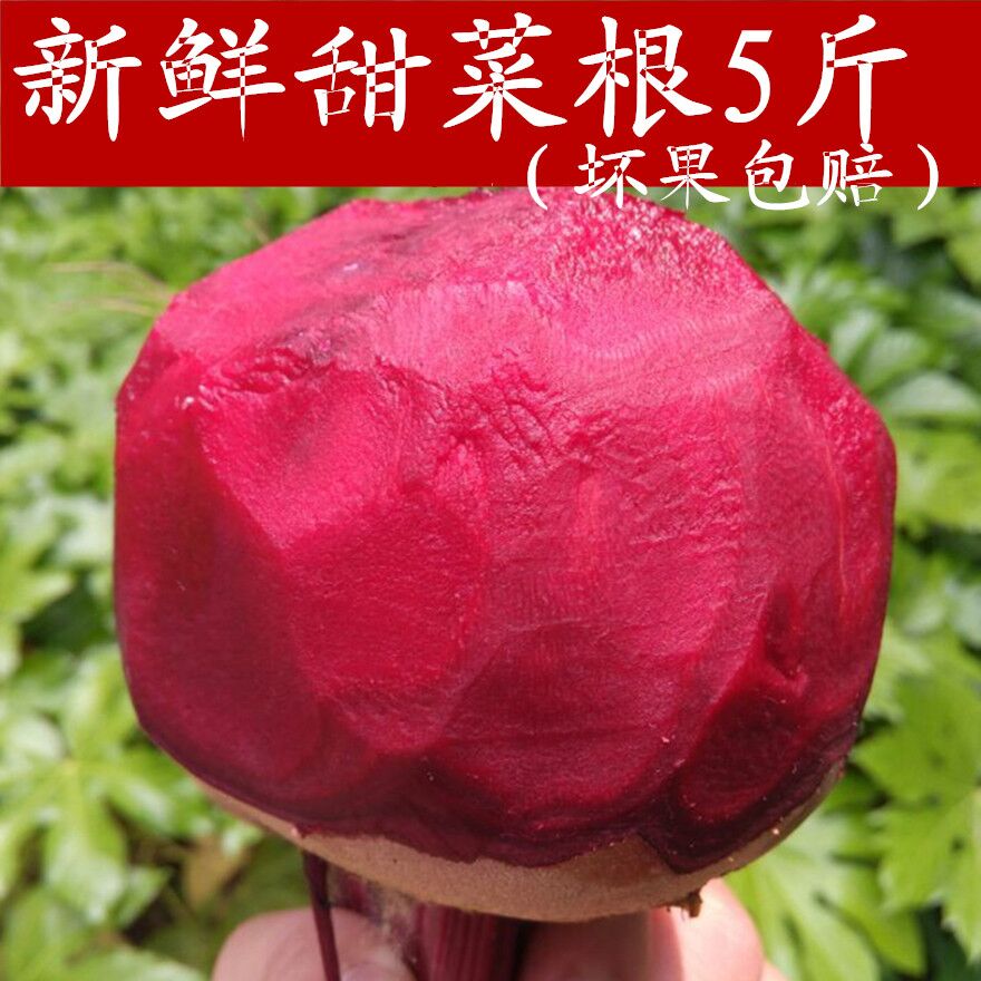 益顺康 2023新鲜甜菜根5斤益顺康新鲜现挖甜菜紫菜头红菜头甜菜农家蔬菜