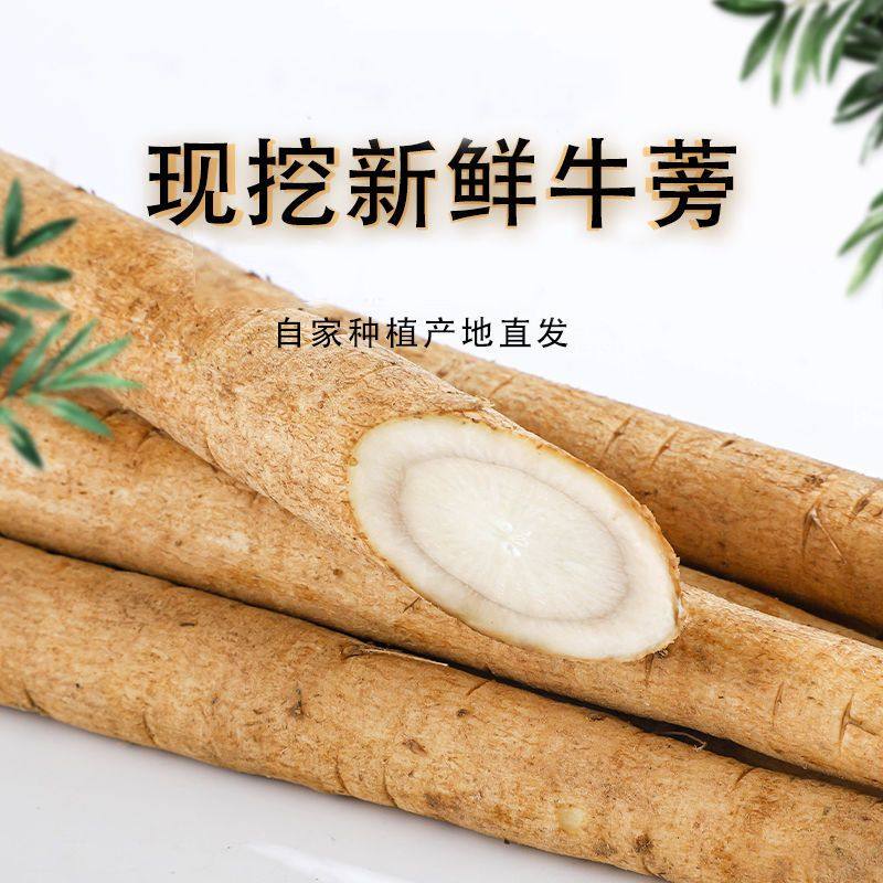 新鲜现挖黄皮牛蒡根榨汁牛蒡养生种植蔬菜牛蒡茶5斤装野生牛蒡根