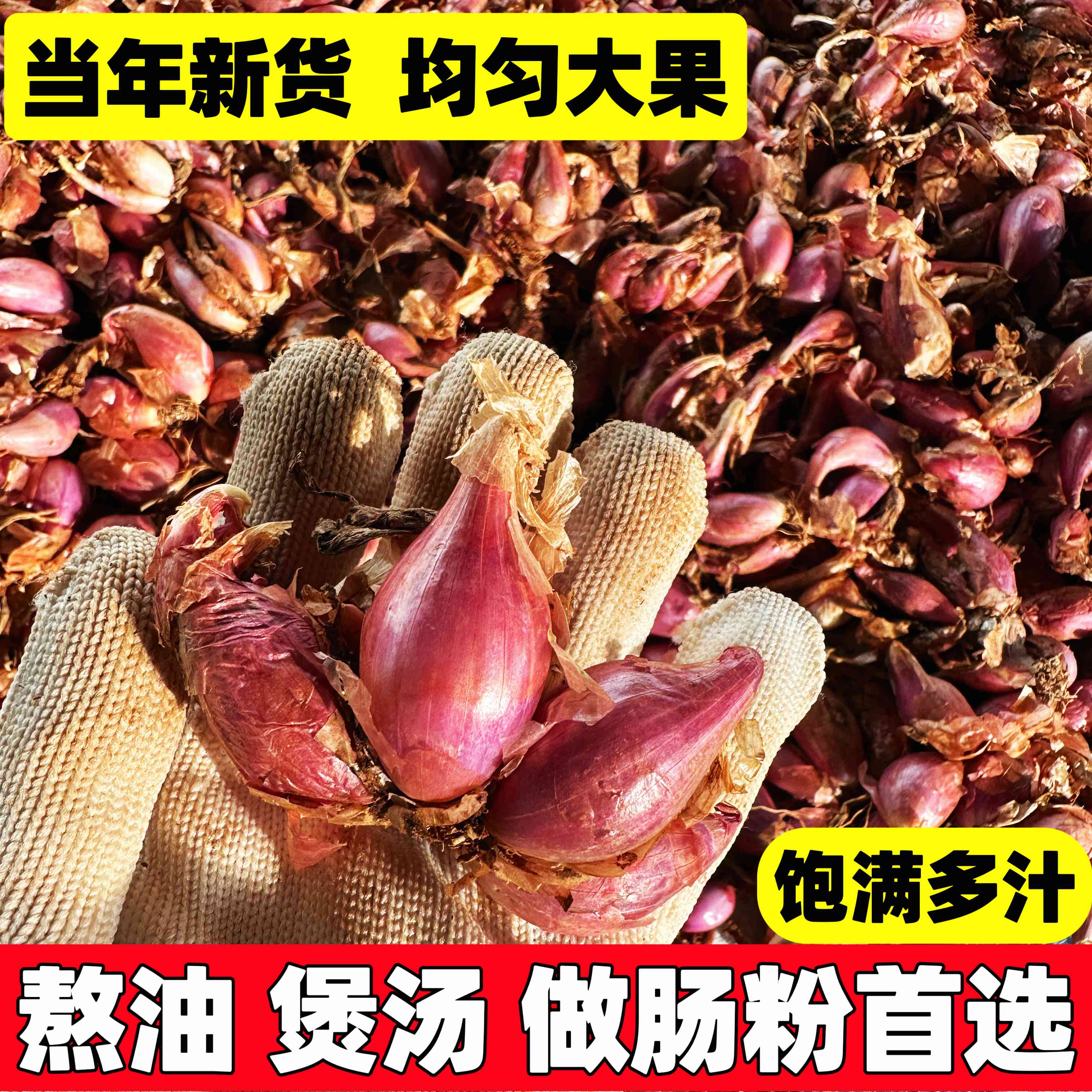 红葱头广东干葱头火葱新鲜小香葱种子熬葱油特香 种子籽阳台盆栽