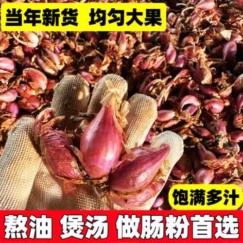 红葱头广东干葱头火葱新鲜小香葱种子熬葱油特香 种子籽阳台盆栽