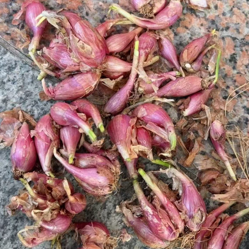 新鲜红葱头干葱头正宗广东小香葱头红皮四季葱种做肠粉卤肉油葱酥
