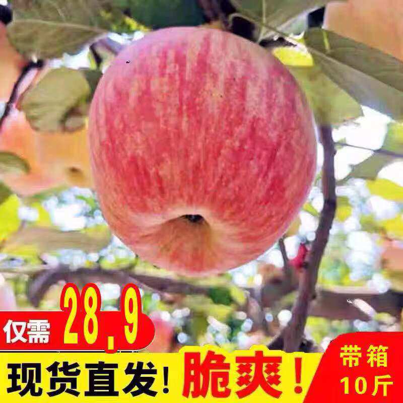 現摘紅富士蘋果水果 新鮮當季脆甜 陝西洛川冰糖心醜平果10斤包郵在類目 水產肉類/新鮮蔬果/熟食, 新鮮水果, 蘋果中 - 來自Buy2taobao.com提供專業的淘寶代購服務
