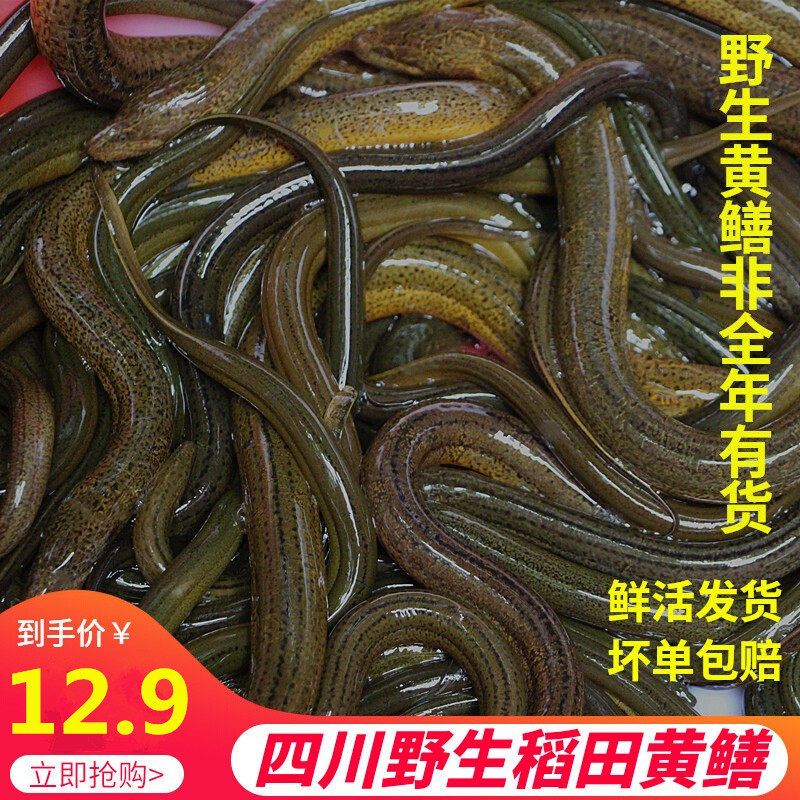 野生稻田鲜活黄鳝四川鲜活大黄鳝食用淡水盘鳝非热带黄鳝水产包邮