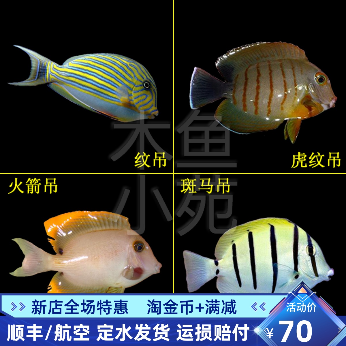 热卖活体海水鱼马代纹吊火箭吊斑马吊虎纹吊活体蓝吊天狗吊七彩吊