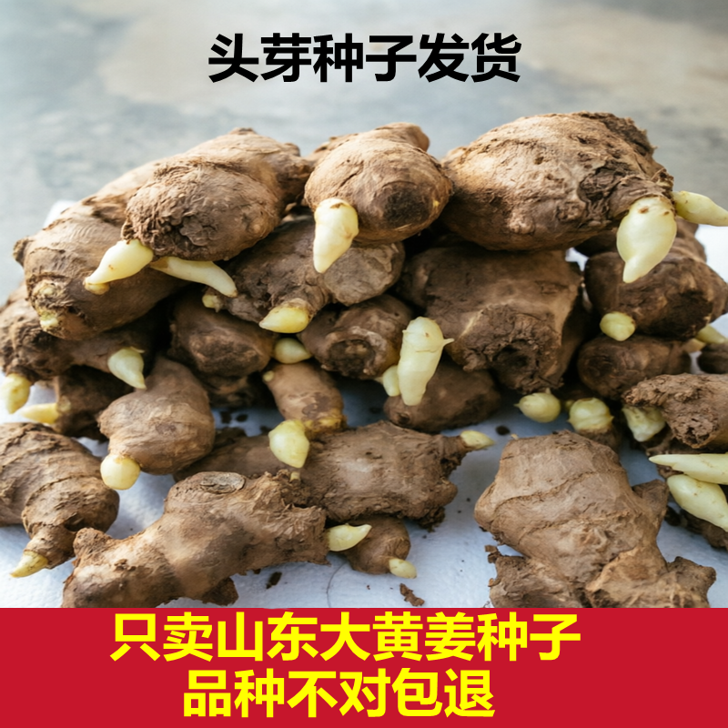生姜种籽生姜种植苗山东大姜种子姜苗种植苗老姜籽催芽姜种5斤
