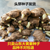 生姜种籽生姜种植苗山东大姜种子姜苗种植苗老姜籽催芽姜种5斤