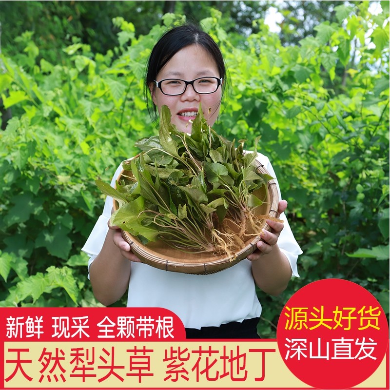 野生犁头草干货当季新货紫花地丁三角草山区地丁草500g整棵带根晒