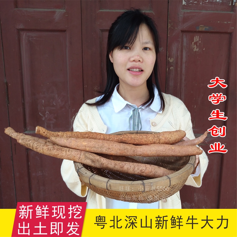 山区采挖新鲜整条牛大力薯金钟根