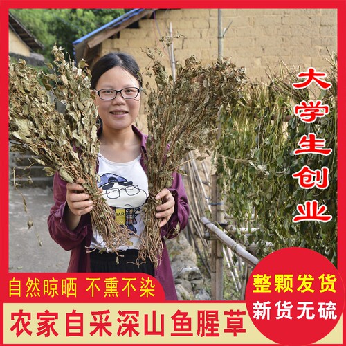 野生鱼腥草干农家整颗晒干折耳根