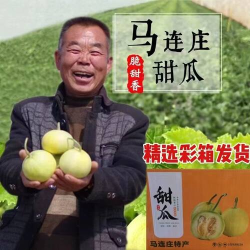 马连庄甜瓜新鲜甜宝蜜瓜食补香满