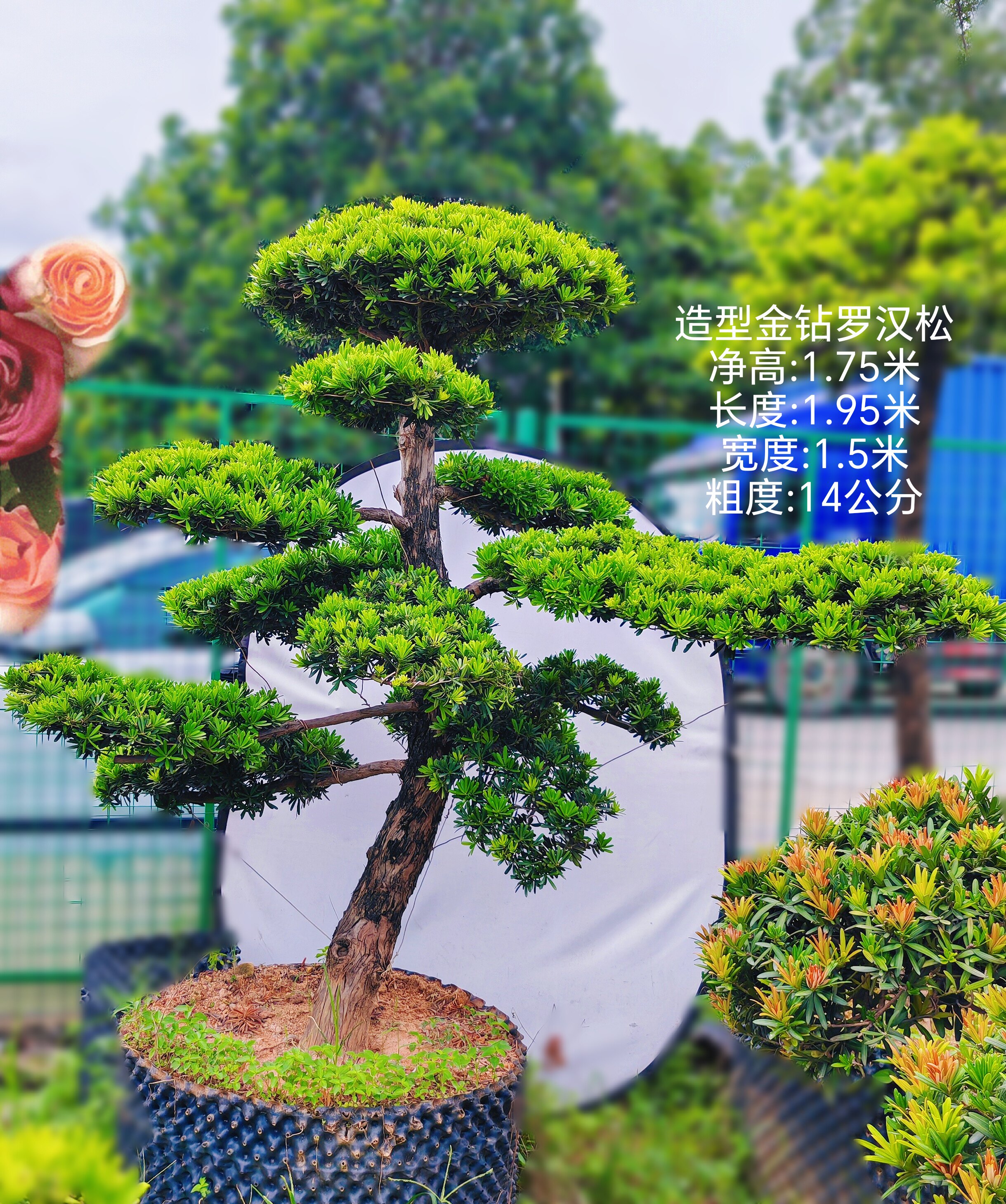 1米75高的台湾省金钻罗汉松地景树桩庭院绿植花卉四季常青好养