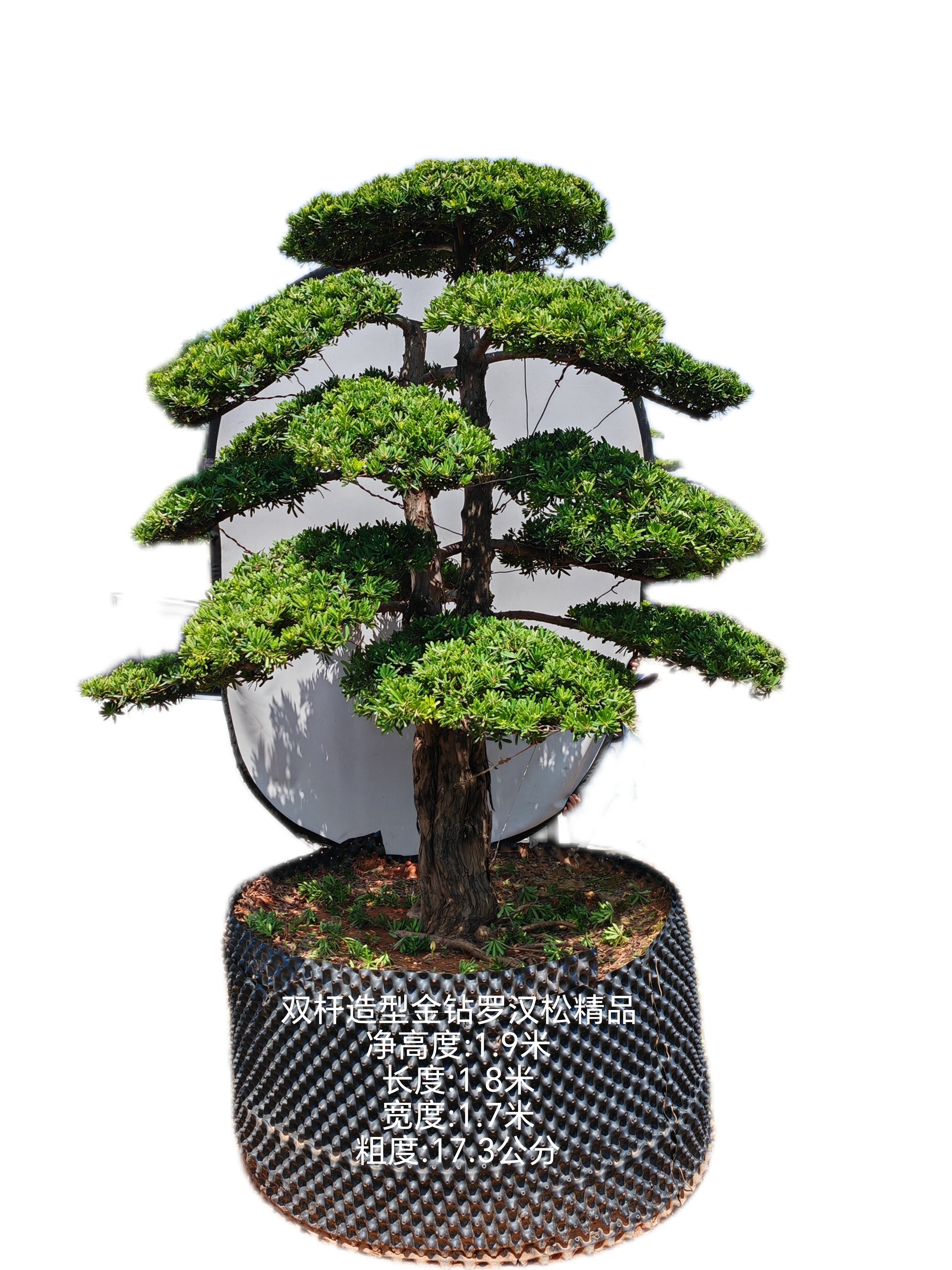 2米左右双杆造型金钻罗汉松精品庭院花园绿植四季常青真树易养