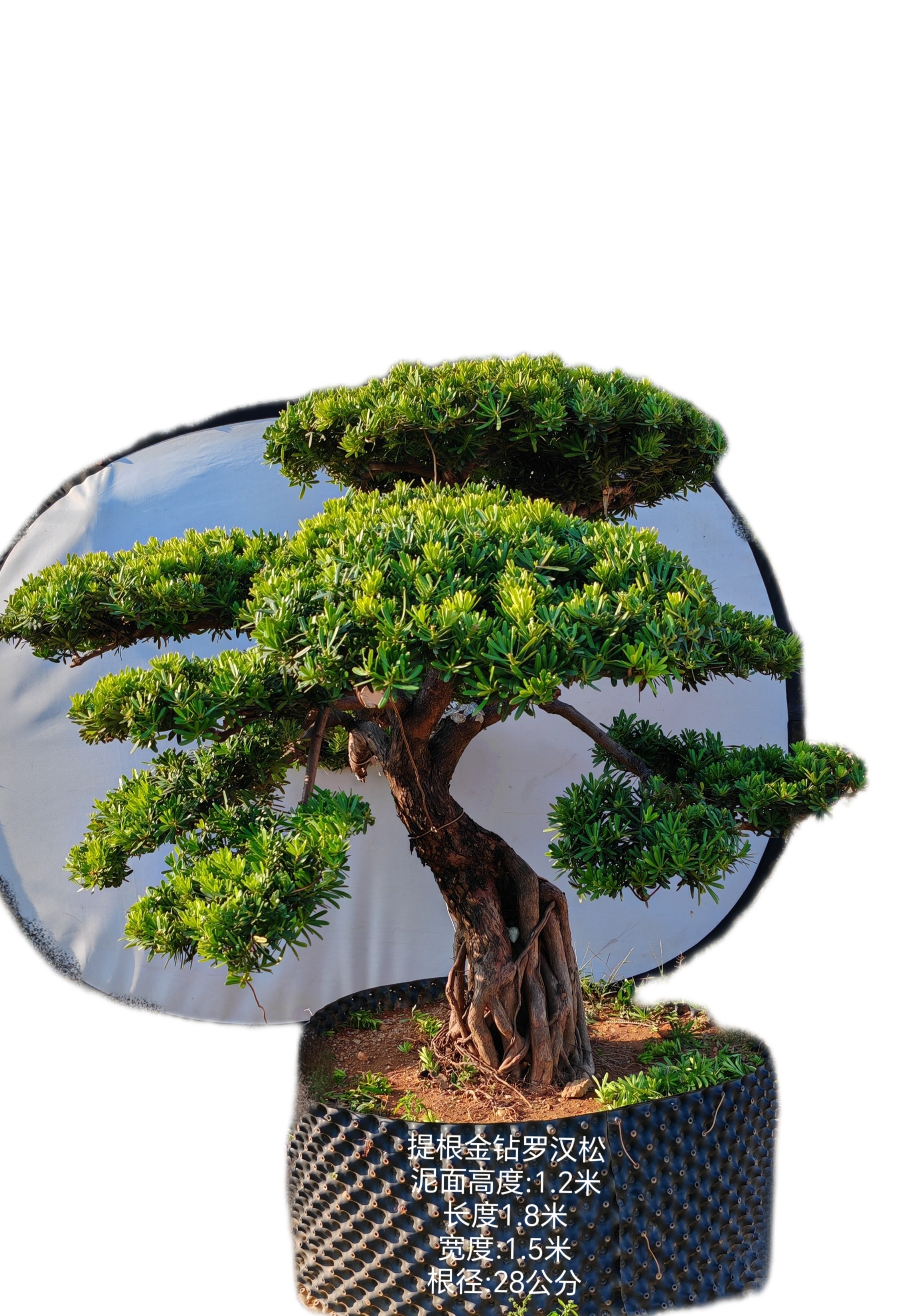 一米以上28公分提根金钻罗汉松盆景老桩造型树庭院绿植四季花卉