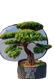 一米以上28公分提根金钻罗汉松盆景老桩造型树庭院绿植四季花卉