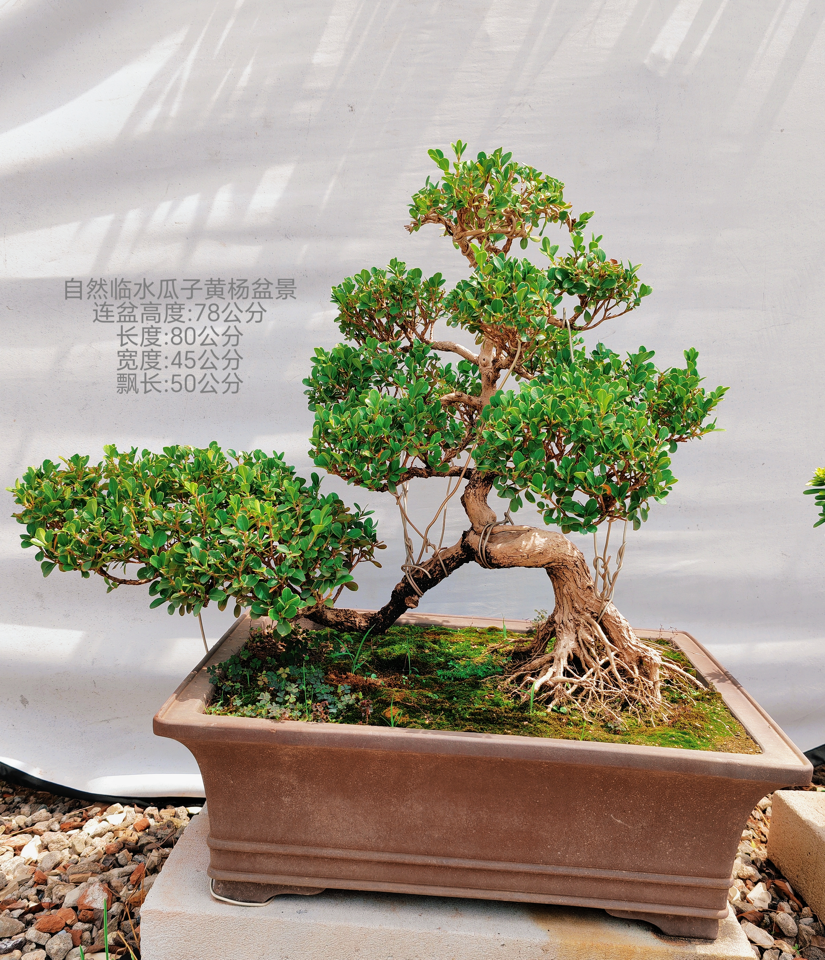 上海崇明瓜子黄杨精品造型盆景连盆高度一米以内室内室外绿植好养