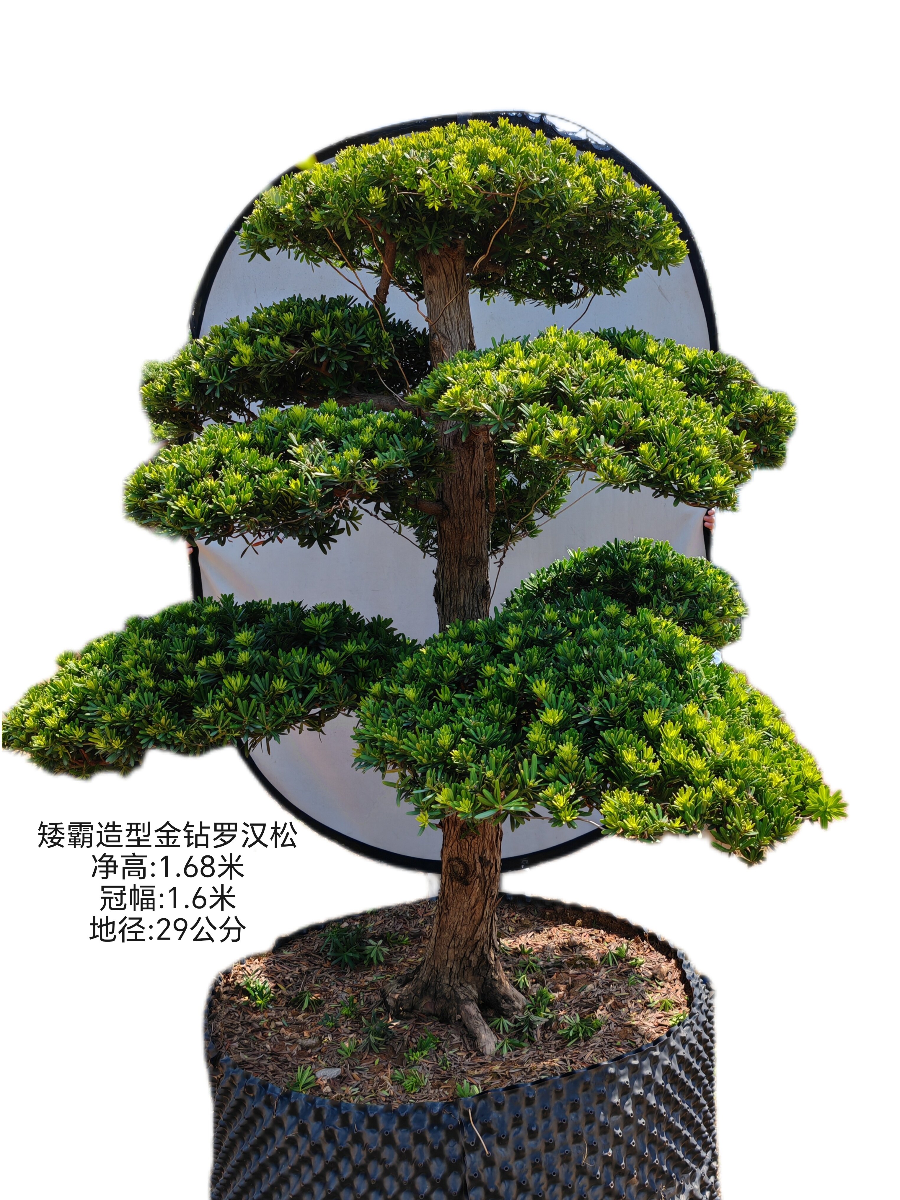 一米六八金钻罗汉松矮霸精品造型大盆景地景好养绿植庭院罗汉松