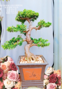 连盆栽好龙爪根精品老桩小叶红芽罗汉松精品小红帽自然弯曲海岛松