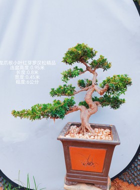 带盆栽好龙爪根岭南盆景小叶红芽小红帽罗汉松老桩迎客造型海岛松