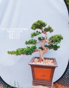 带盆栽好龙爪根岭南盆景小叶红芽小红帽罗汉松老桩迎客造型海岛松