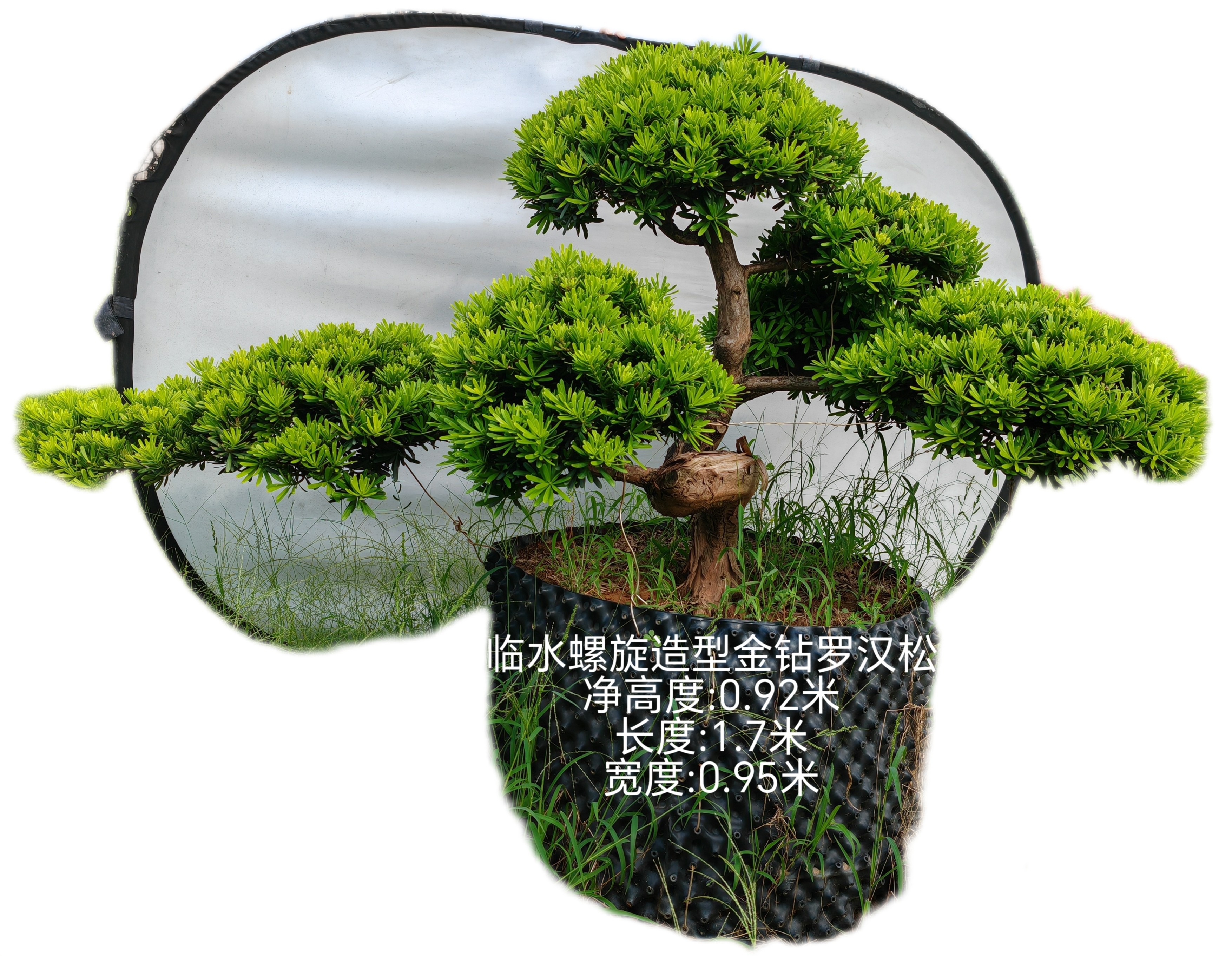 1米以内的小老桩极成熟异形树身螺旋形临水造型金钻罗汉松盆景