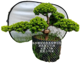 1米以内的小老桩极成熟异形树身螺旋形临水造型金钻罗汉松盆景