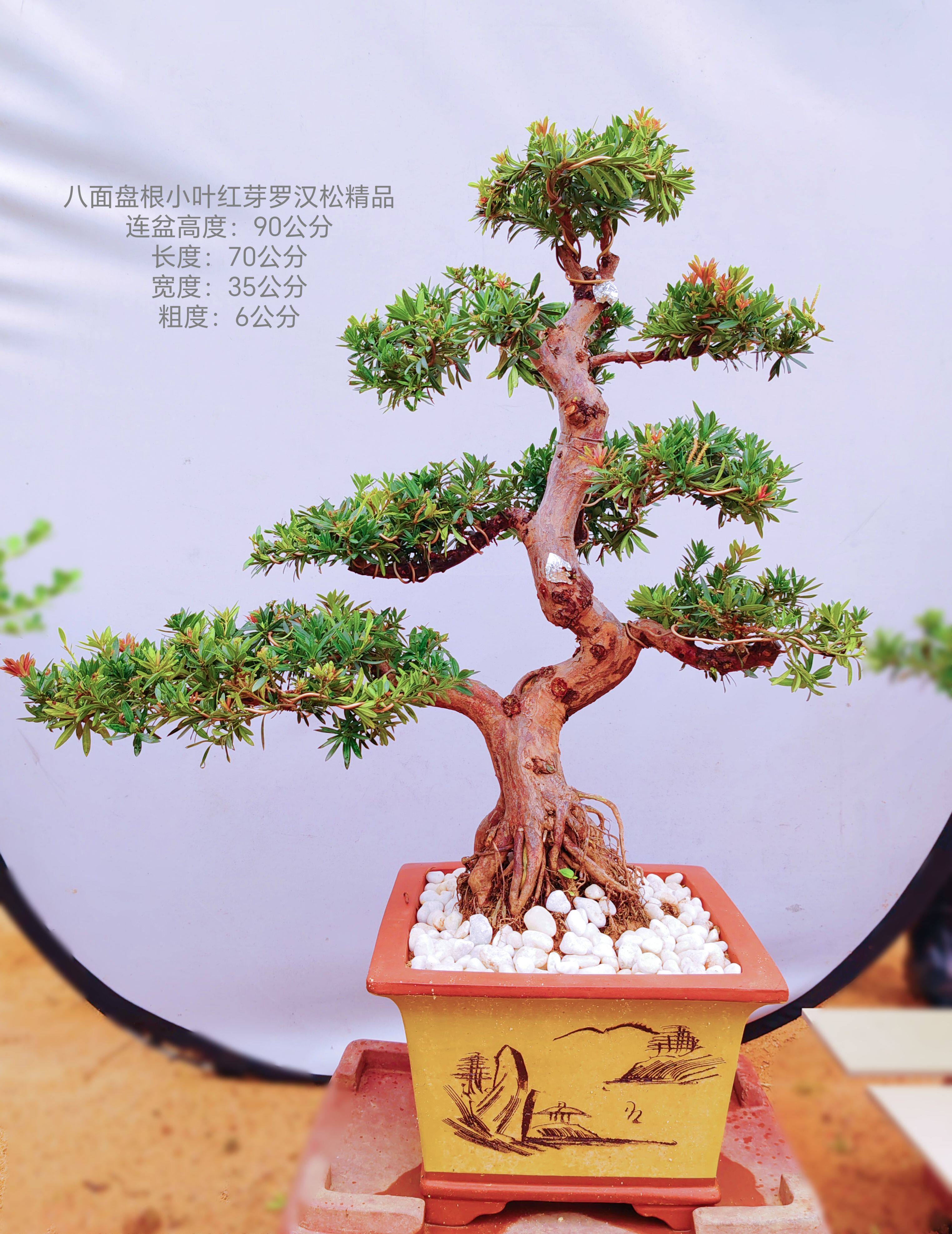 带盆栽好八面盘根老桩自然弯曲小叶红芽罗汉松精品造型小红帽盆景