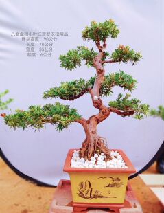 带盆栽好八面盘根老桩自然弯曲小叶红芽罗汉松精品造型小红帽盆景