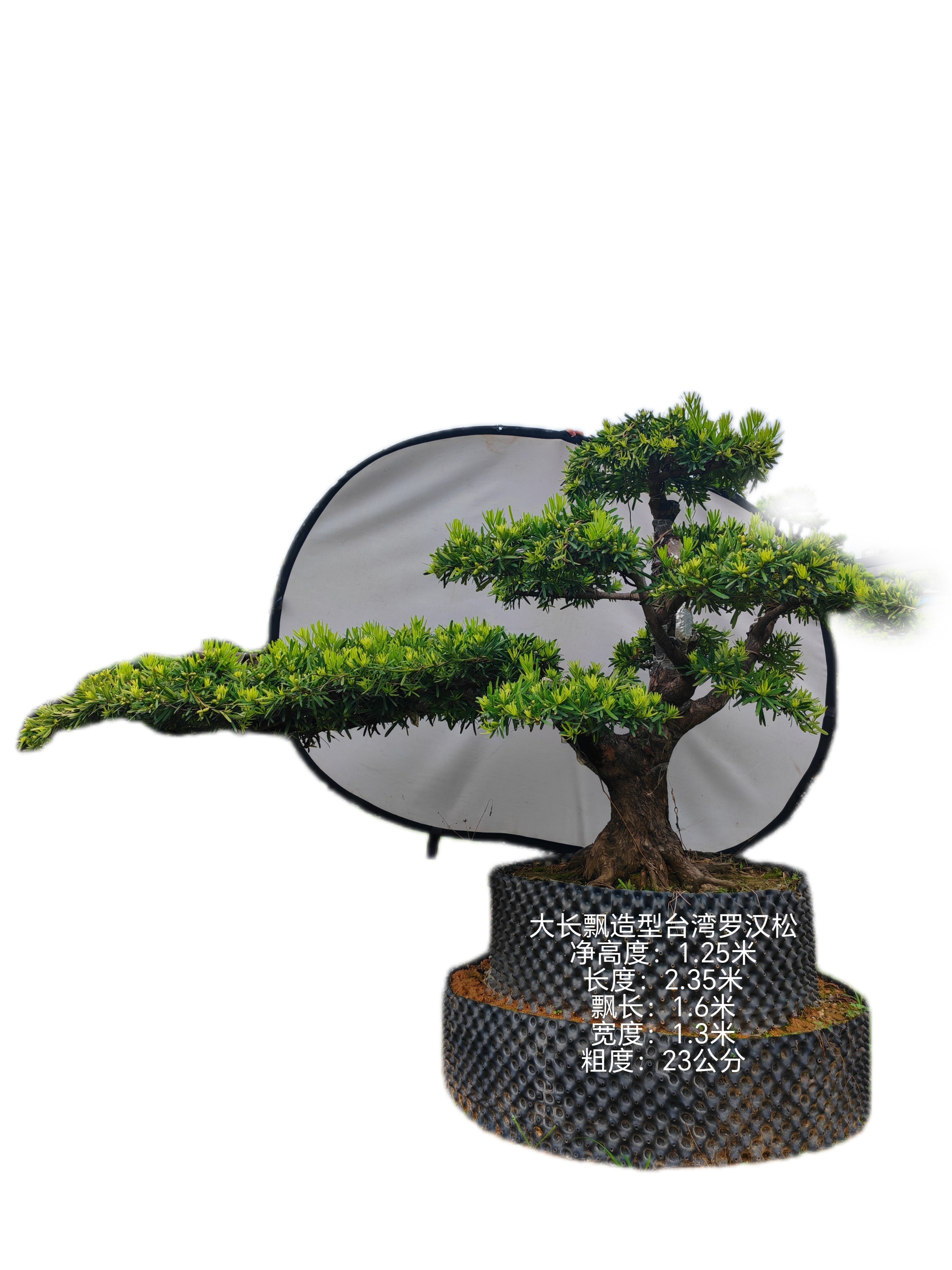 23公分净高度一米多的大长飘造型台湾罗汉松真树庭院造景植物绿植