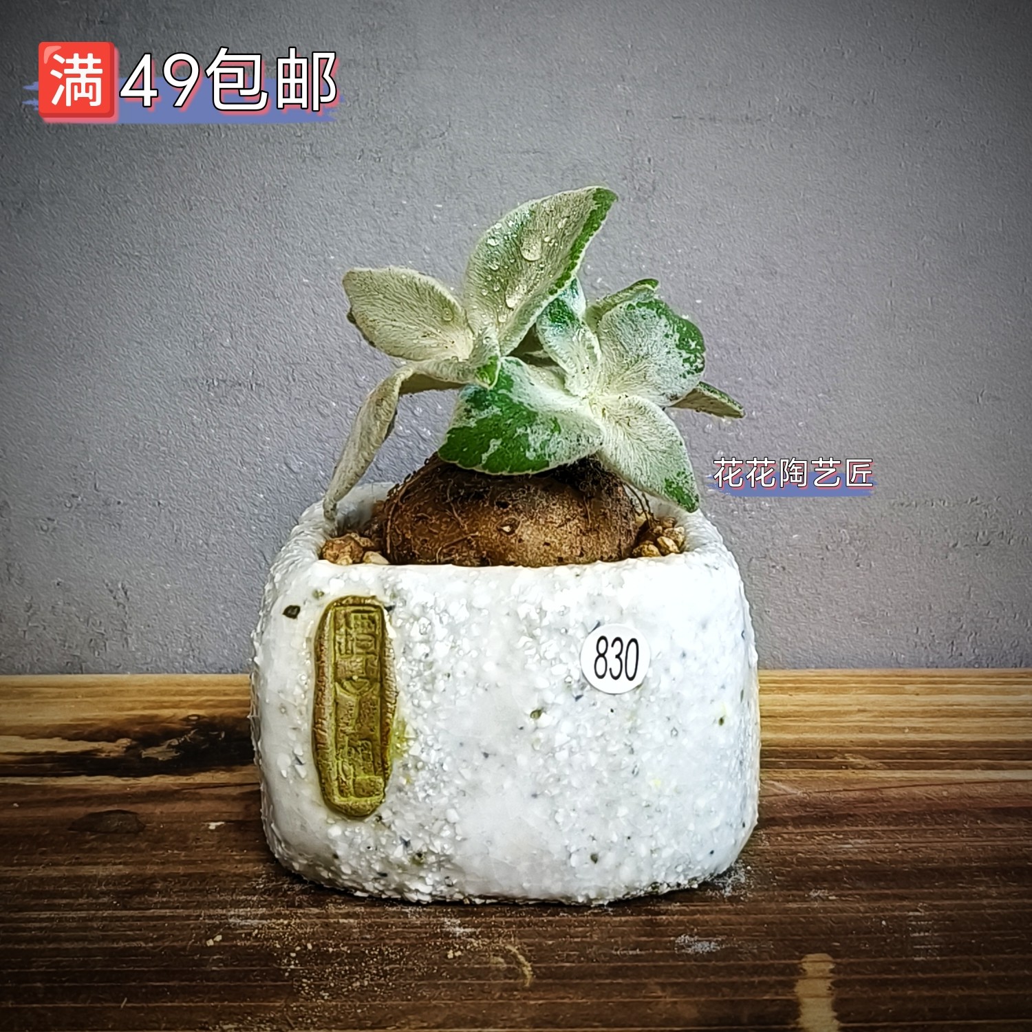 景德镇手工多肉花盆坛子姐多肉花花盆