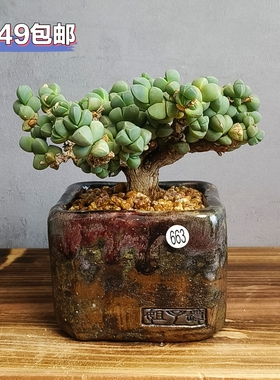 景德镇手工多肉花盆坛子姐手捏方盆复古粗陶陶土花盆肉锥仙人球