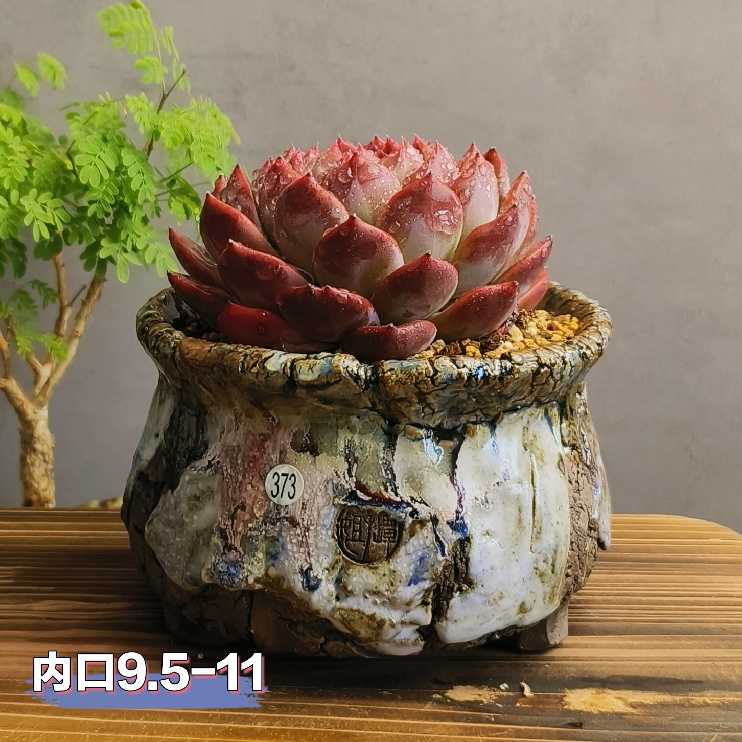 景德镇手工多肉花盆坛子姐多肉花盆中号包子圆口粗陶透水透气复古