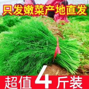 现货包邮山东小茴香苗嫩苗蔬菜茴香苗小茴香苗新鲜茴香苗荤香